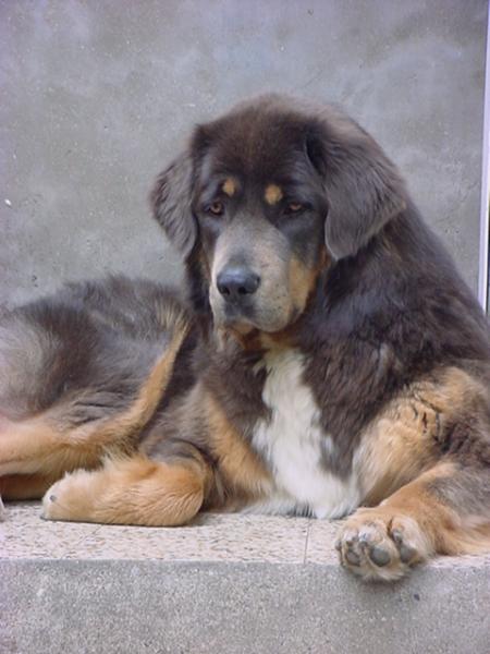 MA PRINCESSE TIBETAINE